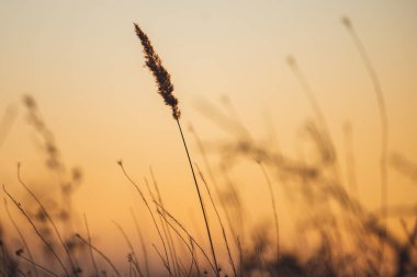 Reed in the sunset light. Bible concept.
