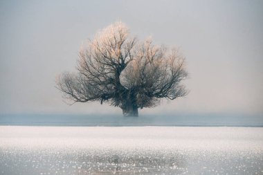 Allone and beautifull tree flooded in water
