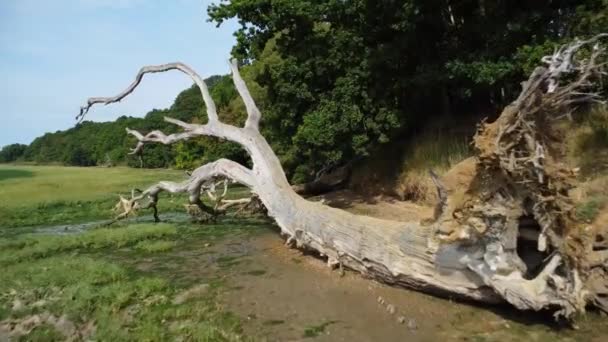 Флайфінг Падаючого Дерева Березі Річки — стокове відео