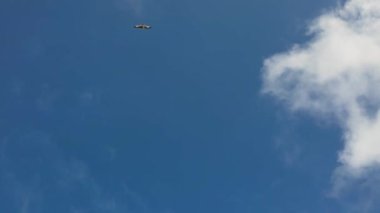 Gökyüzünde uçan martılar.