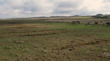 Norfolk sahilinde çiftlik hayvanları yetiştiriyorum.