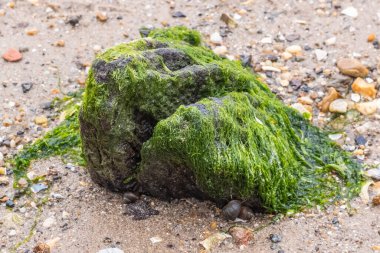 Low tide exposed river claimed tree stump