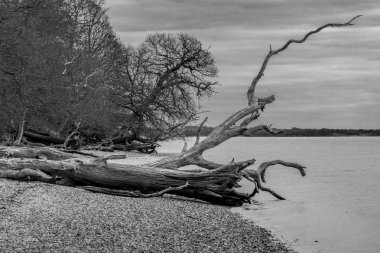 Eroding riverbank eating into the forest