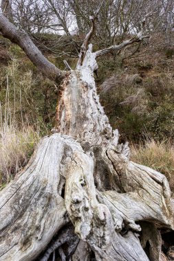 Old tree eroded by the weather and age