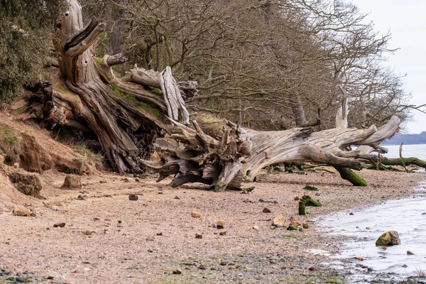 Trees felled by rising sea levels