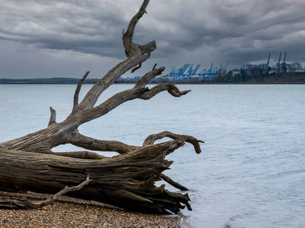 Trees toppled by rising sea levels