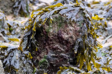 Abstract seaweed strewn riverside rock exposed by low tide
