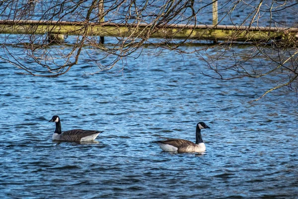 Geese Don Appear Friends Seem Ignoring Each Other — Stock Photo, Image
