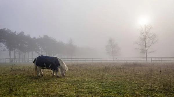 Pony Grazing Misty Morning — Stock Photo, Image
