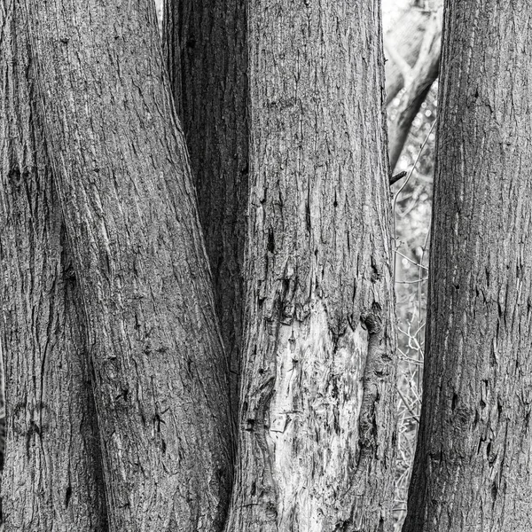 Troncs Woodland Tree Noir Blanc — Photo