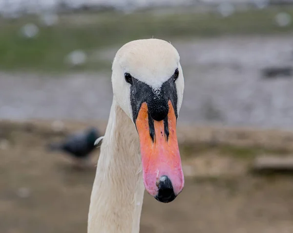 Cisne Olhando Para Câmera — Fotografia de Stock