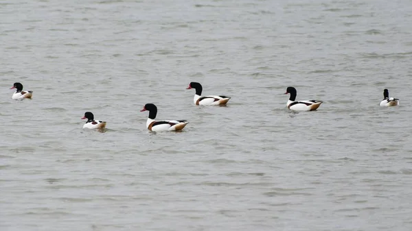 stock image Shelducks swimming in a lagoon