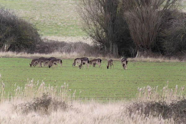 Herd Deer Grazing Meadow — Stock Photo, Image