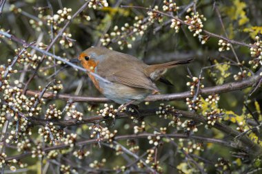 Çiçek tomurcuklanan bir çalıya tünemiş bir Robin 'e yaklaş