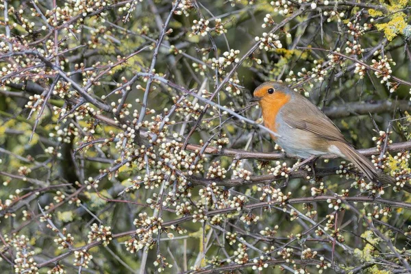 Curious Robin Perched Flower Buds Early Spring — Stock Photo, Image