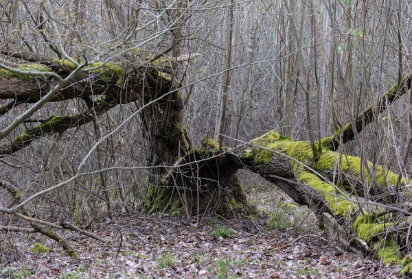 Древнее Пугающее Старое Дерево Покрытое Мхом Живущее Тихо Спокойно Лесу — стоковое фото