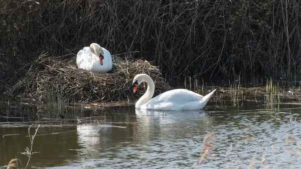 Cisnes Aninhando Primavera Dique Tranquilo Suffolk — Fotografia de Stock