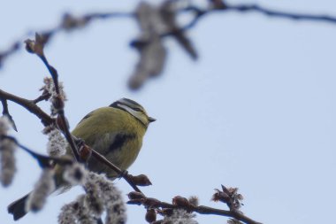 Great tit perched high on branch