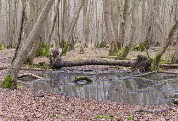 나무들의 줄기를 반사하는 습지의 웅덩이 — 스톡 사진