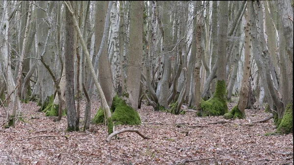 Antiguo Bosque Con Base Árboles Cubiertos Musgo Grueso —  Fotos de Stock
