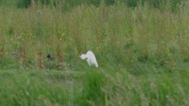 Çayırdaki beyaz leylek