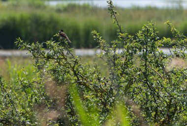Reed Bunting Suffolk 'taki bataklığın kenarındaki yaşlı bir ağaca tünemişti.