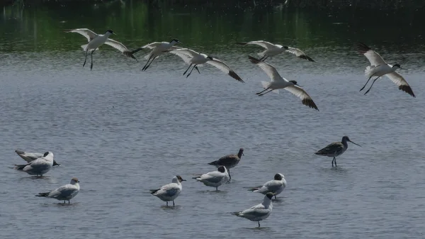 Avocets Lądują Płyciźnie Trimley Marshes — Zdjęcie stockowe