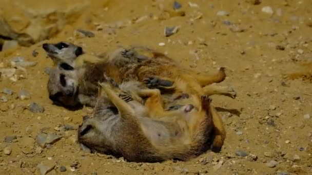Das Erdmännchen Ist Ein Kleines Tier Mit Dem Namen Suricate — Stockvideo