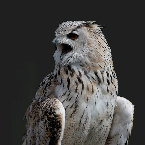 Eagle Owl Calling Perch — Stock Photo, Image