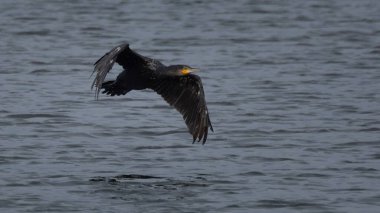 Monokromda antik mekanik saat