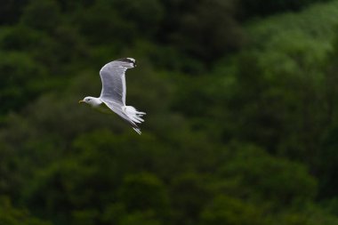 Photo of a seagull flying above a valley surrounded by mountains and fir trees during a foggy day in the highlands, Scotland