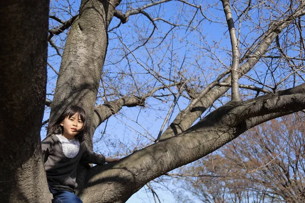 Japanese student girl climbing the tree (8 years old)