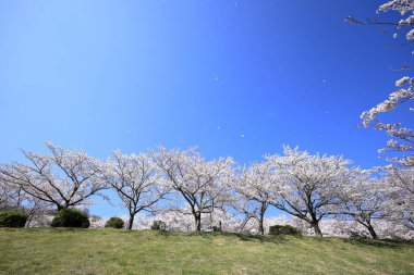 Inatori dağlık kesimindeki kiraz ağaçları, Higashi Izu, Shizuoka, Japonya