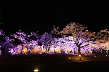Sakura 'da kiraz çiçekleri sato yok, Izu, Shizuoka, Japonya (gece sahnesi)