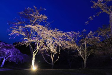 Sakura 'da kiraz çiçekleri sato yok, Izu, Shizuoka, Japonya (gece sahnesi)