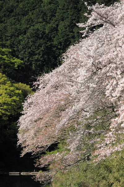 Řádek Třešňový Květ Stromů Podél Břehu Řeky Naka Izu Japonsko — Stock fotografie
