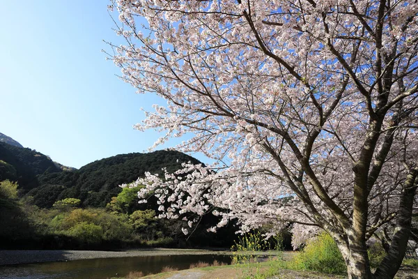 桜並木と菜の花伊豆那珂川の川岸に沿ってのフィールドの行 — ストック写真