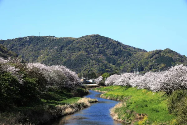 Hilera Cerezos Orillas Del Río Naka Izu Japón — Foto de Stock