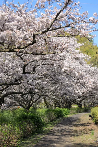 Reihe Von Kirschblütenbäumen Entlang Des Flusses Naka Izu Japan — Stockfoto
