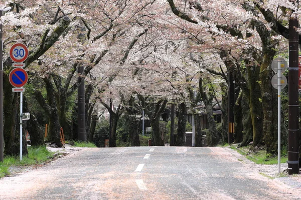 Izu Highland Shizuoka Japonya Kiraz Çiçekleri Tüneli — Stok fotoğraf