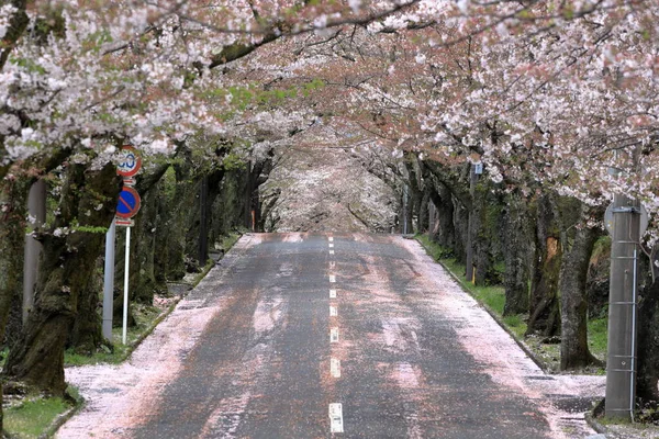 Izu Highland Shizuoka Japonya Kiraz Çiçekleri Tüneli — Stok fotoğraf