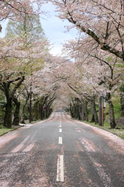 Izu highland, Shizuoka, Japonya kiraz çiçekleri tüneli