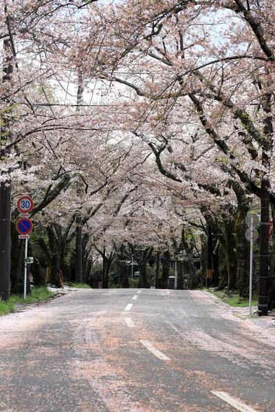 Tunnel Mit Kirschblüten Izu Hochland Shizuoka Japan — Stockfoto