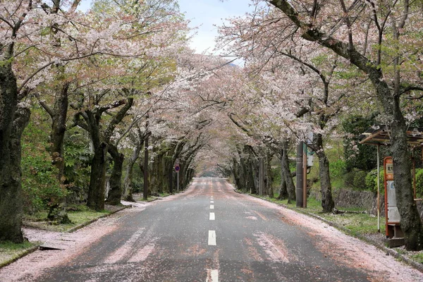 Тоннель Цветения Сакуры Горах Идзу Сидзуока Япония — стоковое фото