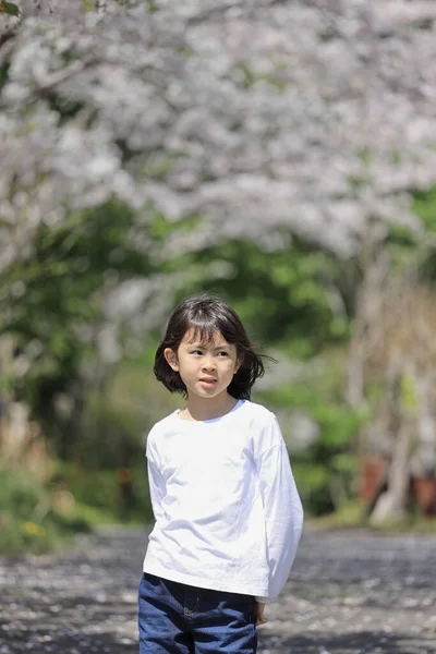 Japon Öğrenci Kız Kiraz Çiçekleri Yaşında — Stok fotoğraf