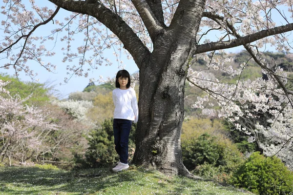 Japanese student girl and cherry blossoms (8 years old)