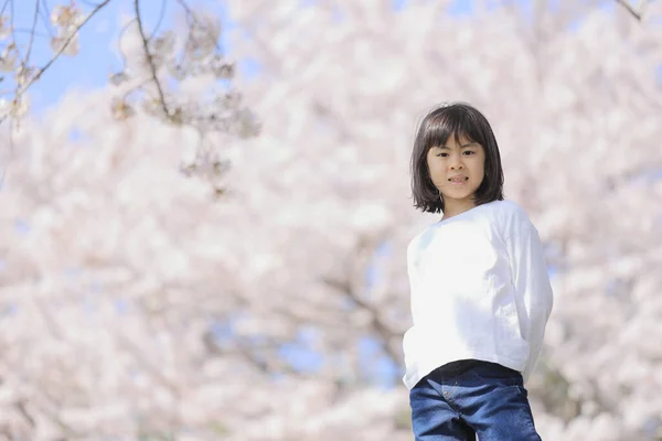 Japon Öğrenci Kız Kiraz Çiçekleri Yaşında — Stok fotoğraf