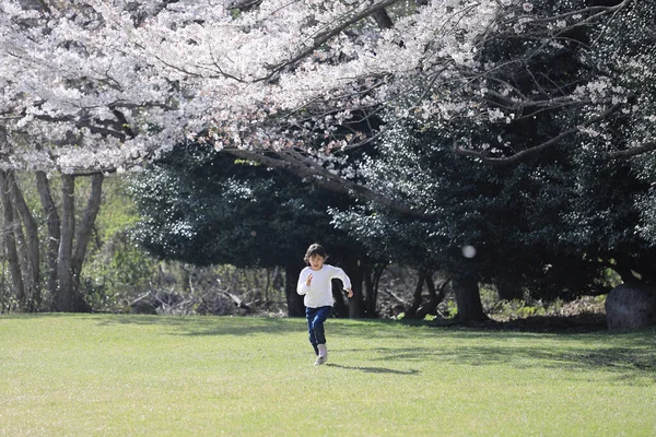 Correr Japonés Estudiante Chica Cerezo Flores Años Edad — Foto de Stock