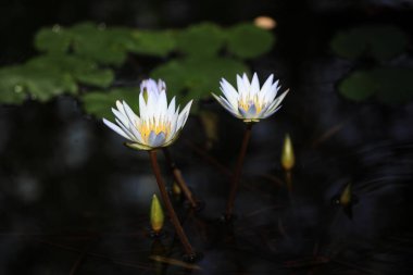 Japonya 'da nilüfer (beyaz)