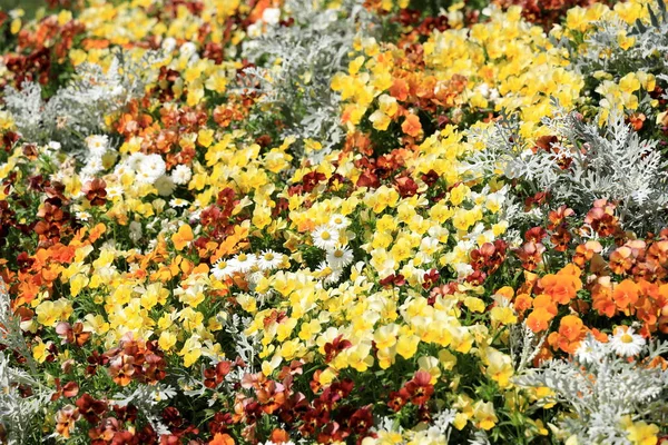 Blumengarten Japan — Stockfoto